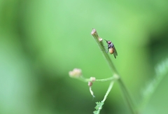 Thricops semicinereus