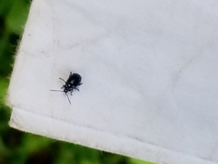 Agelastica alni