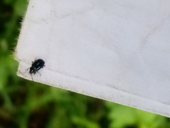 Agelastica alni