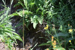Crepis pulchra
