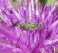 Oncotylus viridiflavus