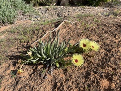 Cephalophyllum tricolorum