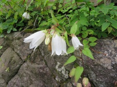Campanula punctata hondoensis