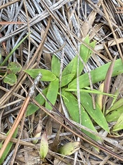 Dichanthelium strigosum leucoblepharis