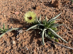 Cephalophyllum tricolorum