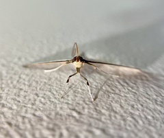 Cydalima laticostalis