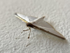 Cydalima laticostalis