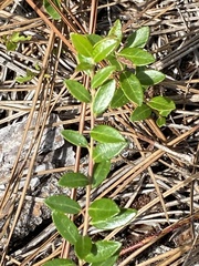 Vaccinium crassifolium