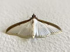 Cydalima laticostalis