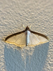 Cydalima laticostalis