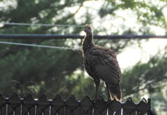 Meleagris gallopavo