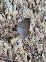 Curetis santana