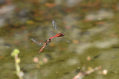 Sympetrum speciosum