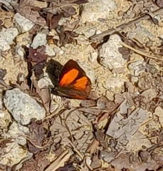Curetis santana