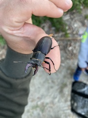 Lucanus cervus turcicus