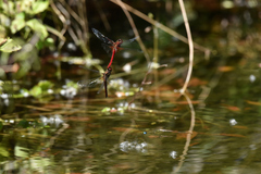 Sympetrum speciosum