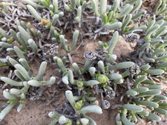 Cephalophyllum framesii