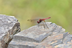 Sympetrum speciosum