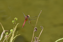 Sympetrum speciosum