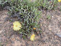 Cephalophyllum framesii