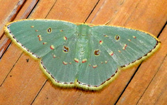 Comostola meritaria