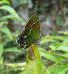 Callophrys xami xami