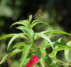 Callophrys xami xami