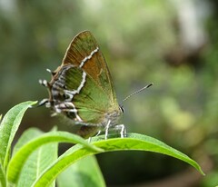 Callophrys xami xami