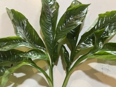 Arisaema heterophyllum