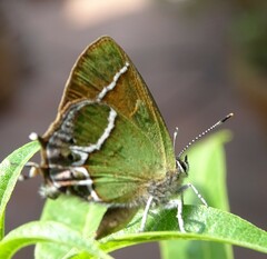 Callophrys xami xami