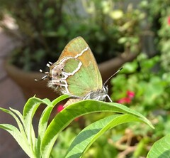 Callophrys xami xami