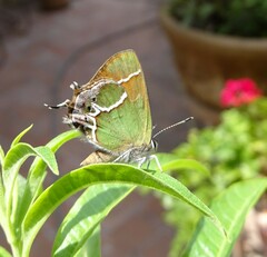 Callophrys xami xami