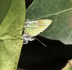 Callophrys xami xami