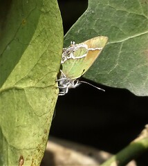 Callophrys xami xami