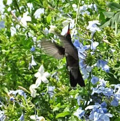 Cynanthus latirostris