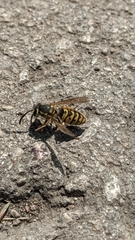 Vespula germanica
