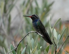 Cynanthus latirostris