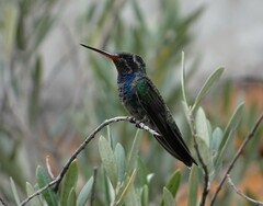 Cynanthus latirostris