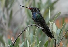 Cynanthus latirostris