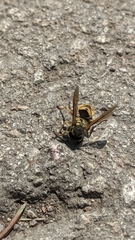 Vespula germanica