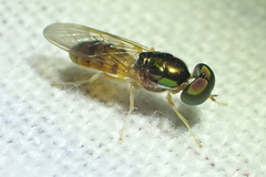 Cephalochrysa canadensis