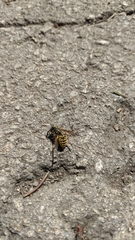 Vespula germanica