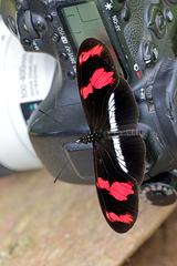 Heliconius telesiphe