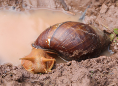 Megalobulimus popelairianus