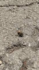 Vespula germanica