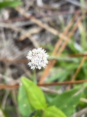 Lachnocaulon anceps