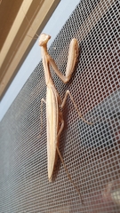 Mantis religiosa
