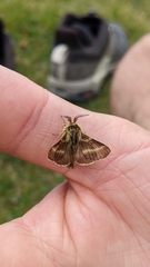 Malacosoma alpicolum