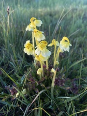 Pedicularis longiflora