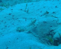 Amblygobius albimaculatus